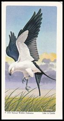 70BBNAWD 41 Swallow Tailed Kite.jpg